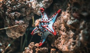 starfish on brown stone