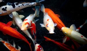 small vivid carps in water