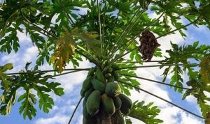 daun pepaya Ingin Kulit Sehat, Yuk Konsumsi Daun Pepaya