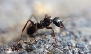 Rumah Bebas Semut, Lakukan Hal Ini, Dijamin
