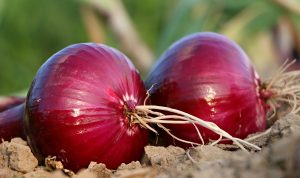 Sering Menangis Saat Mengupas Bawang, Cobalah Mengunyah Benda Ini