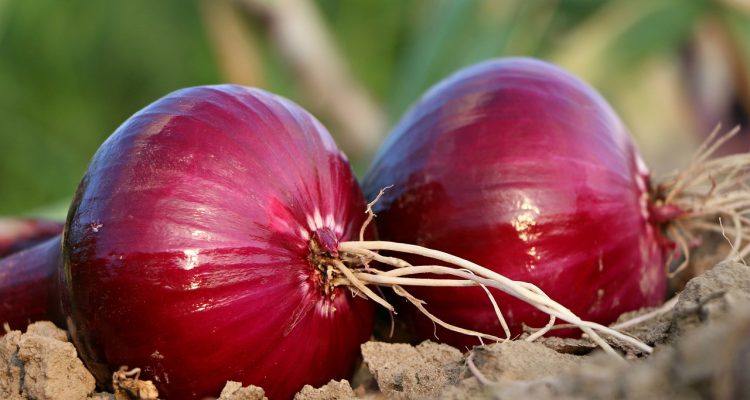Sering Menangis Saat Mengupas Bawang, Cobalah Mengunyah Benda Ini