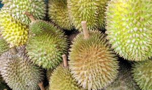 Membawa Durian Dalam Perjalanan