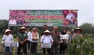 Panen Raya Bawang Merah
