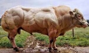 Belgian Blue