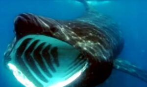 Hiu Megamouth Hiu Megamouth