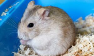 132 Hamster Kabur di Kargo Pesawat 132 Hamster Kabur di Kargo Pesawat