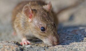 5 Aroma Yang Tidak Disukai Tikus 5 Aroma Yang Tidak Disukai Tikus