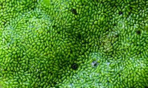 Asian Watermeal, Buah Terkecil di Dunia Asian Watermeal, Buah Terkecil di Dunia