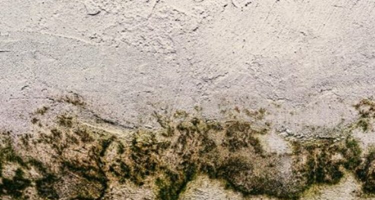 7 Tips atasi jamur dinding