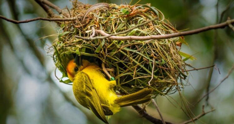 Kemana Burung Pergi Saat Malam Ini Rahasia Tidur Mereka