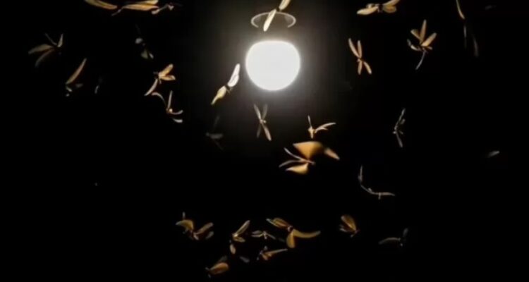 Mengapa Laron Ini Selalu Datang ke Lampu