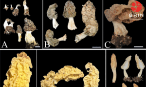 Spesies Baru Jamur Morel di Gunung Rinjani Spesies Baru Jamur Morel di Gunung Rinjani