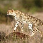 Fakta Cheetah