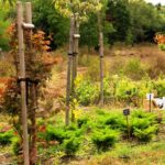 5 Trik Cerdas Memanfaatkan Pekarangan Rumah Jadi Kebun