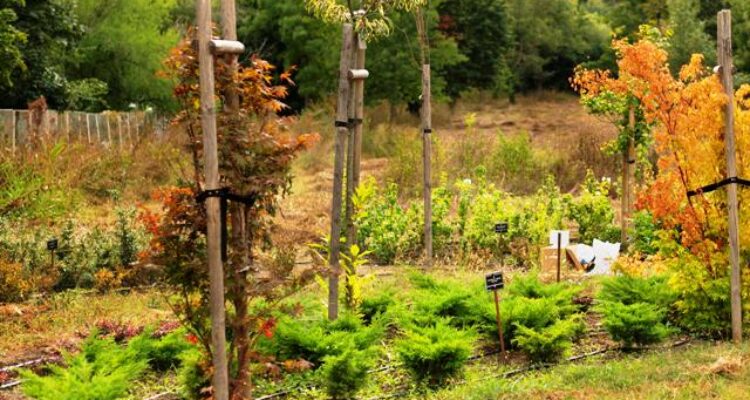 5 Trik Cerdas Memanfaatkan Pekarangan Rumah Jadi Kebun