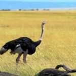 Fakta Ilmiah Mengenai Burung Unta