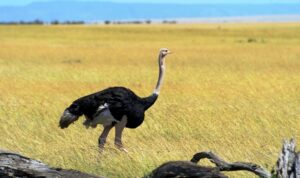 Fakta Ilmiah Mengenai Burung Unta Fakta Ilmiah Mengenai Burung Unta