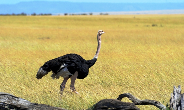 Fakta Ilmiah Mengenai Burung Unta